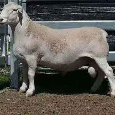 济宁梁山县澳洲白种公羊多少钱一只多胎多羔澳洲白怀孕大母羊